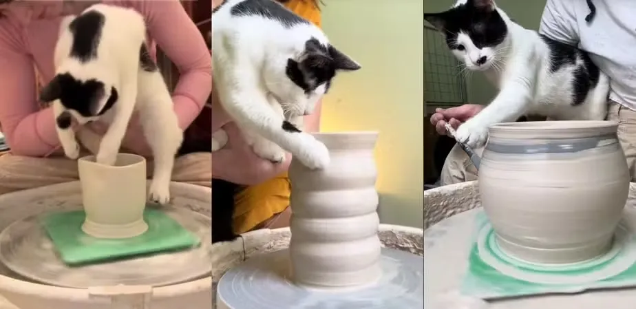 Gato fazendo artesanato com cerâmica