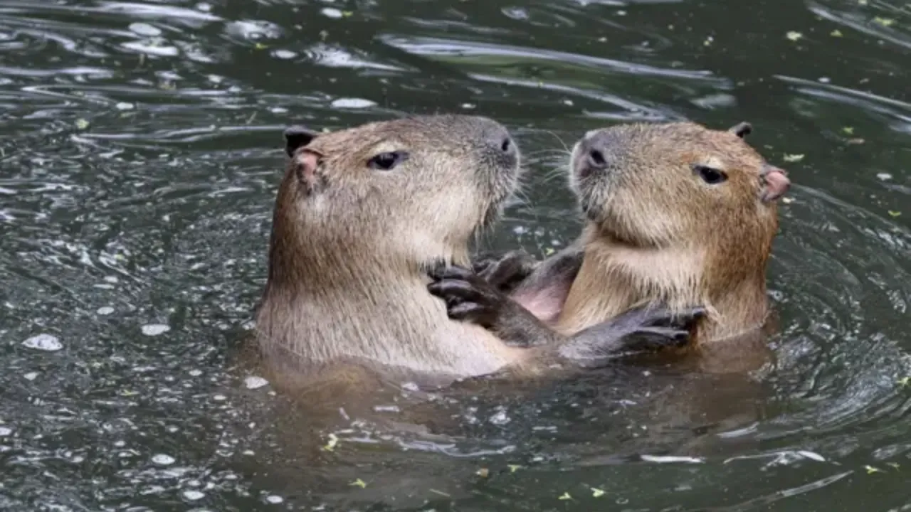 A febre das capivaras: do viral ao desafio de convivência nas cidades