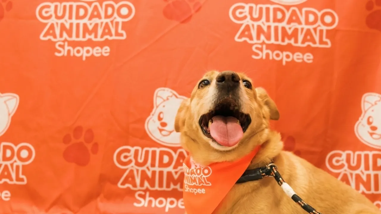 Shopee e Instituto Ampara Animal lançam projeto de saúde e adoção pet